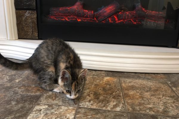 Kitten-in-front-of-fireplace-10-30-2017.f1cb27a519bdb5b6ed34049a5b86e317